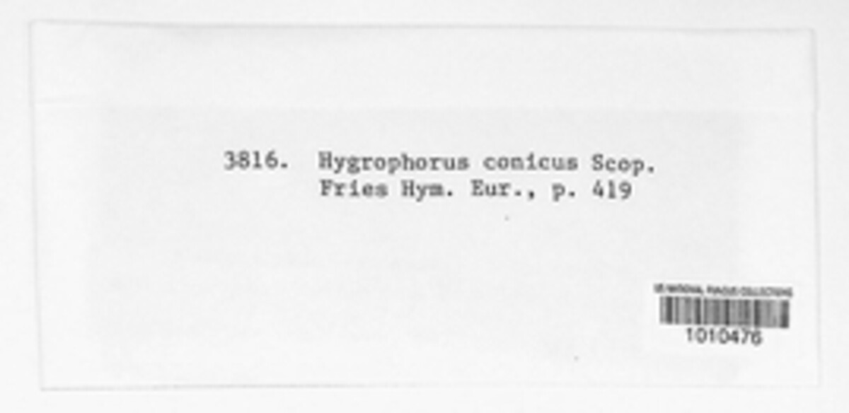 Hygrocybe conica image